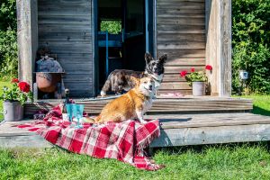 Picture of Dewslake Farm Camping